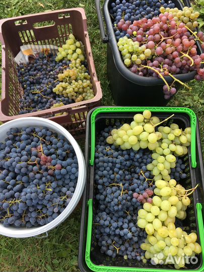 Саженцы ранних сортов винограда