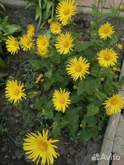 Первоцветы