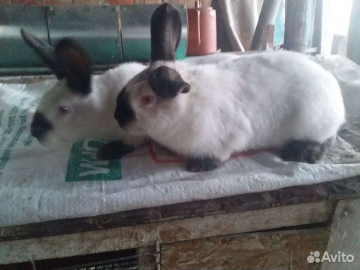 Кролики Калифорния