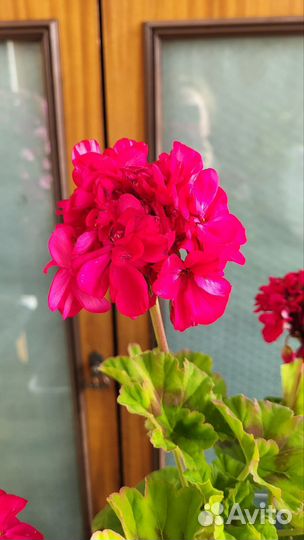 Пеларгония герань сортовая