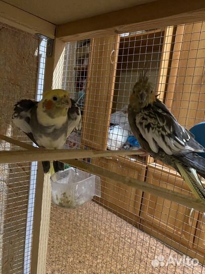 Корелла (пара)