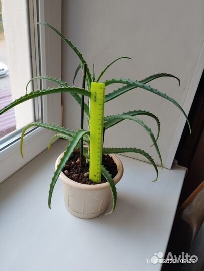 Цветок алоэ лечебный