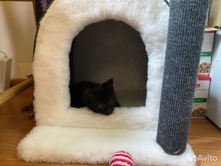 Когтеточка домик для кошки новый