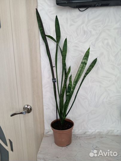 Сансевиерия-Тещин язык