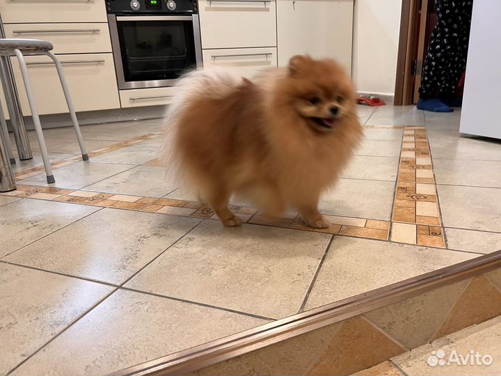 Шпиц вязка мальчик