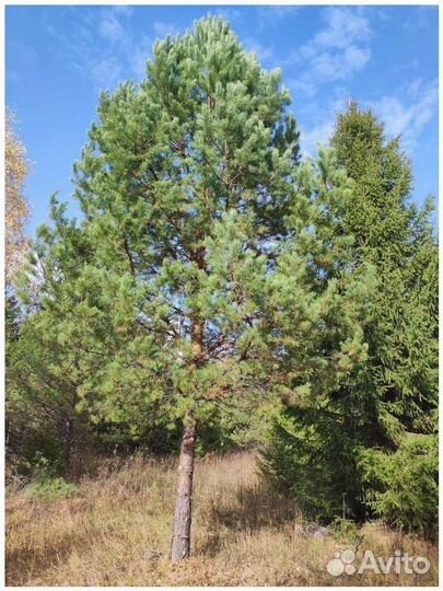 Сосна обыкновенная