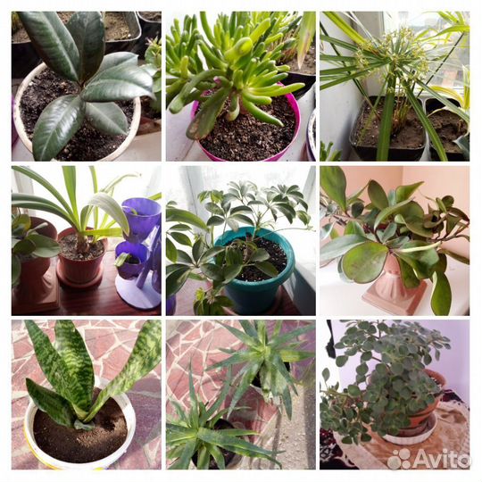 Продам комнатные растения