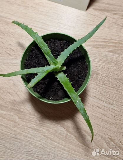 Алоэ вера растение