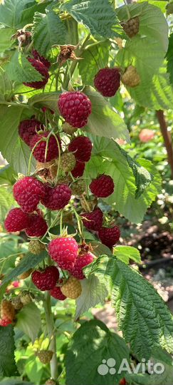 Саженцы Малины и клубники