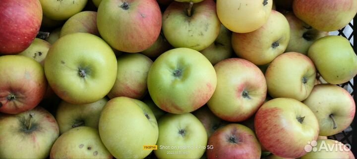 Домашний яблочный уксус