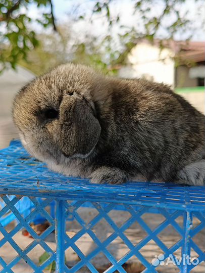 Miniature lop