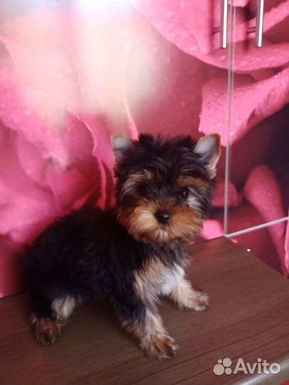 Йоркширский терьер щенки девочки