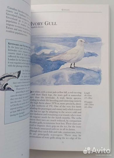 The Arctic. Guide to coastal wildlife. 2006