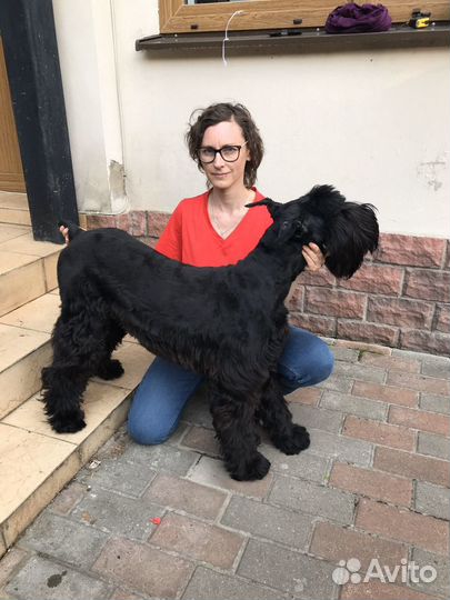 Стрижка, тримминг собак с выездом, либо у меня