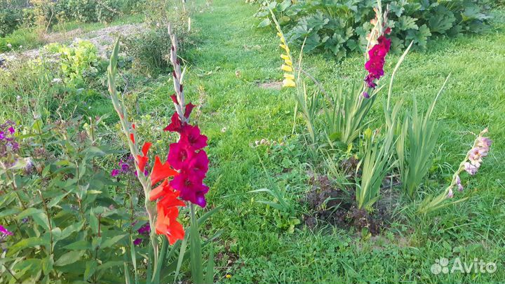 Гладиолусы луковицы