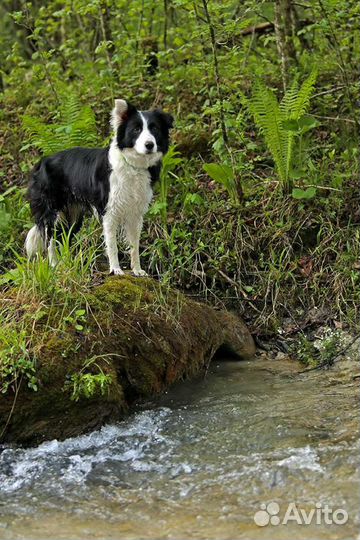 Щенки бордер колли
