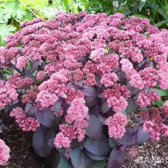 Рассада цветов. Гортензии. Розы. Хвойные и др