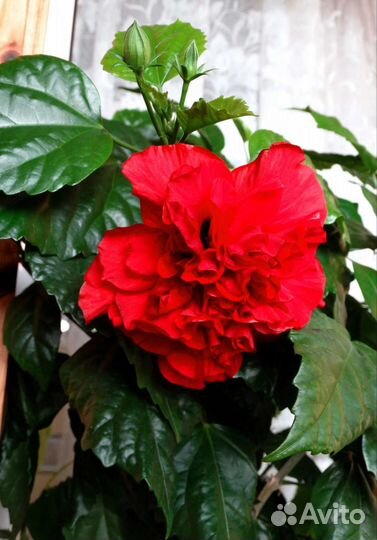 Гибискус махровый