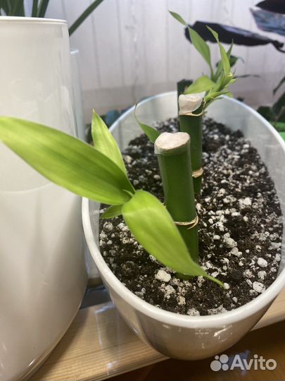 Бамбук (драцена Сандера)