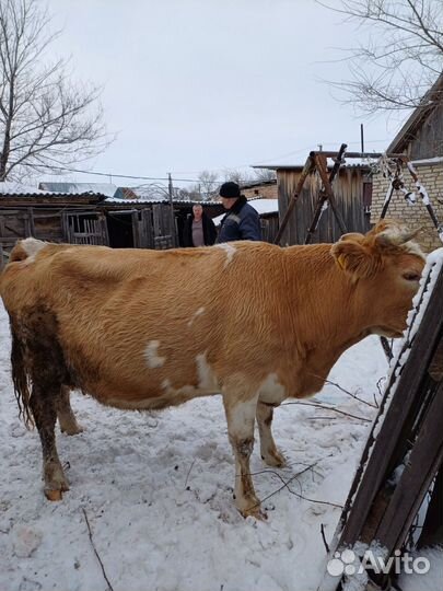 Корова стельная дойная