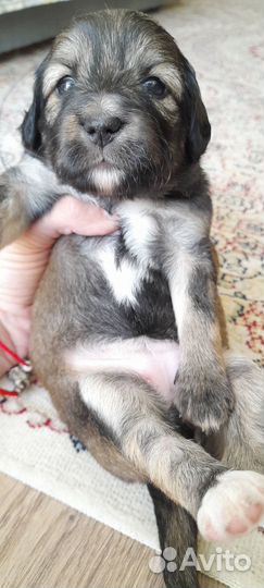 Щенки от маленькой собачки