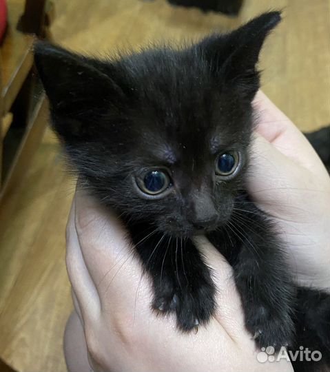 Черный котенок в добрые руки