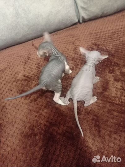 Донской сфинкс котята