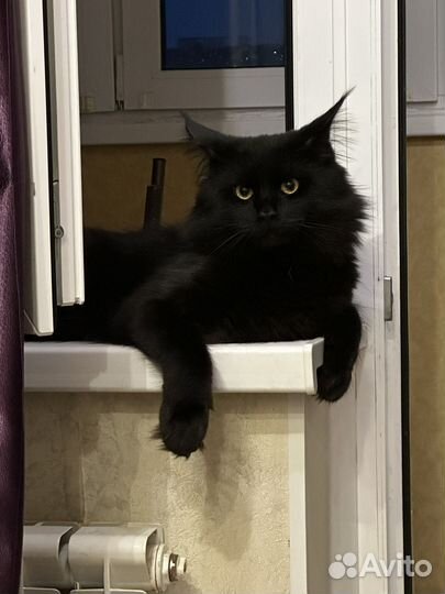 Мейн-кун вязка