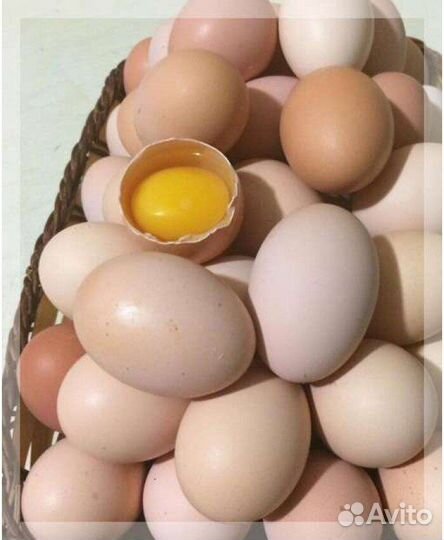 Домашние куриные яйца