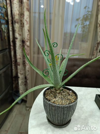 Алоэ лечебный