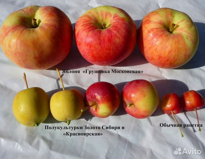 Продам саженцы яблони