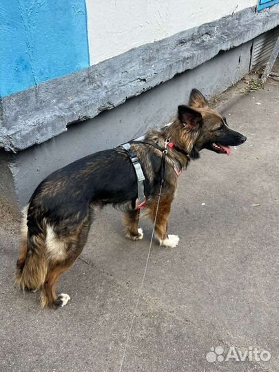 Молодая собака метис бельгийской овчарки