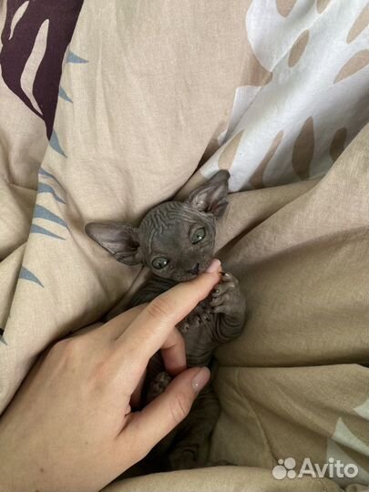 Канадский сфинкс