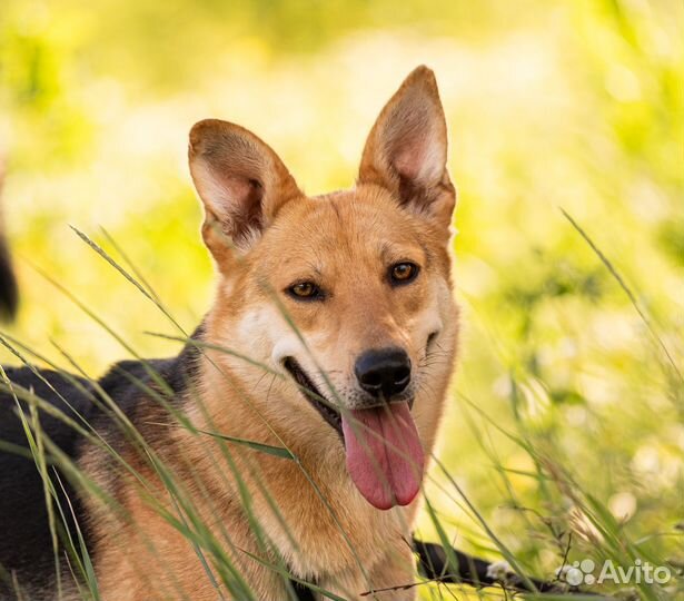 Хрупкая и трогательная Айва оказалась в приюте
