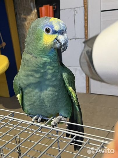 Венесуэльский амазон