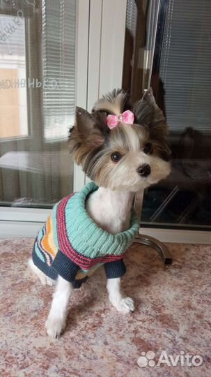 Профессиональная стрижка собак и кошек