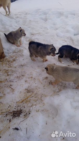 Щенки -Лайки