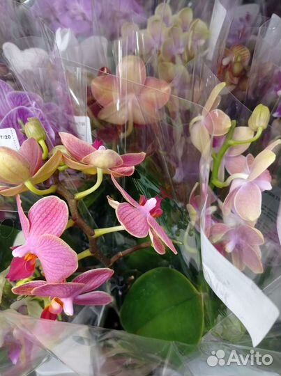 Орхидея фаленопсис мини