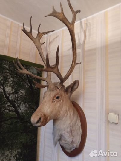 Чучело головы оленя