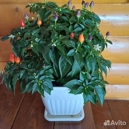 Перец комнатный острый