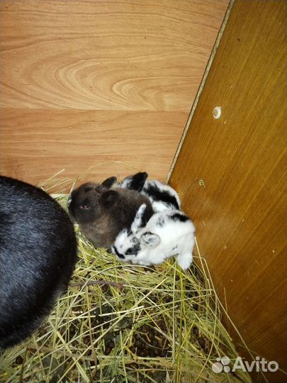 Крольчата декоративные