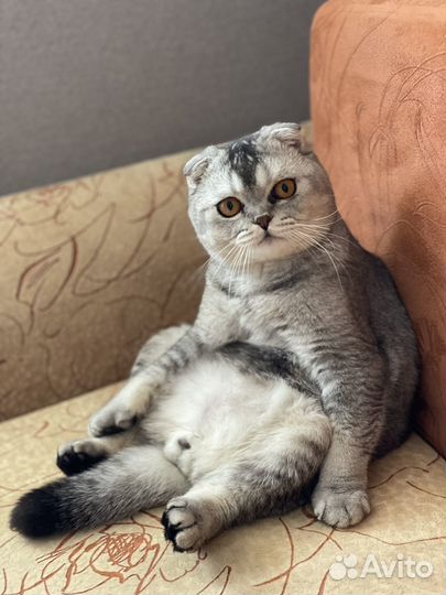 Британский вислоухий