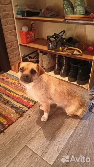 Девочка, помесь пекинеса, ласковая, в добрые руки