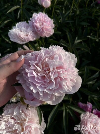 Пионы саженцы