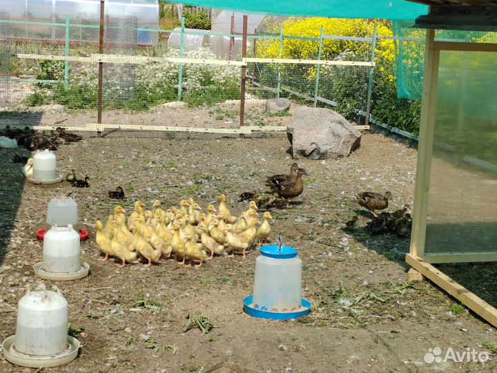 Цыплёнок, утёнок