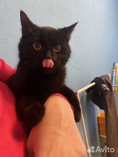 Кот Бегемот