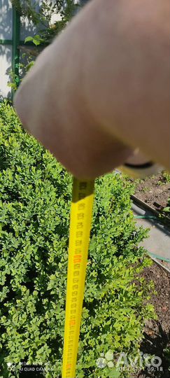 Самшит вечнозеленый 150см