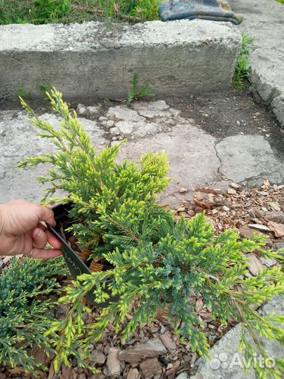 Можжевельник