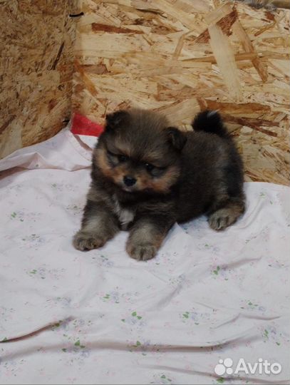 Померанский шпиц