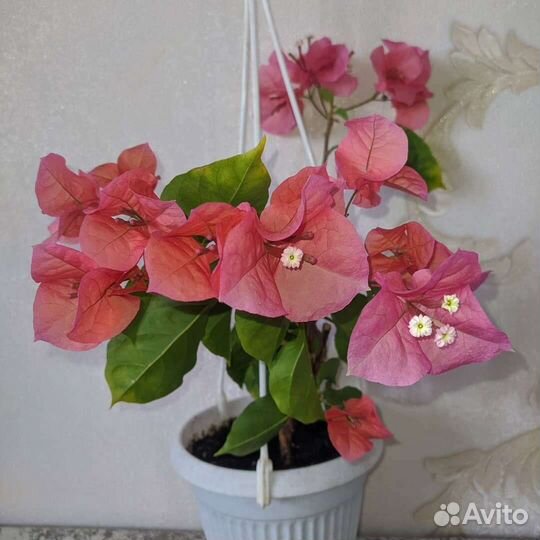 Бугенвиллия Mrs Butt Compact